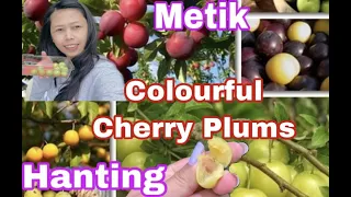 Hunting and Picking || Wild Cherry Plums || so Colourful In The Park