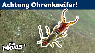 Wofür hat der Ohrenkneifer seine Zangen? | DieMaus | WDR