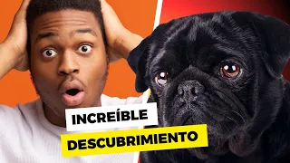 El PERRO miraba el DESAGÜE cada día. ¡NO te IMAGINAS lo que DESCUBRIERON!