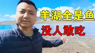 [ENG SUB] 西藏羊湖中淡水鱼达8亿公斤，随手能捞一堆，为何至今没人敢吃【穷游的似水年华】