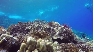 Snorkeling Maui: Molokini Crater on the Four Winds II