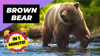 Brown Bear - In 1 Minute! 🐻 One Of The Tallest Animals In The World | 1 Minute Animals