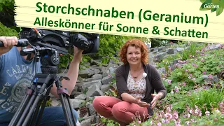 Storchschnabel (Geranium): blühender Bodendecker für alle Gartenecken | MDR Garten
