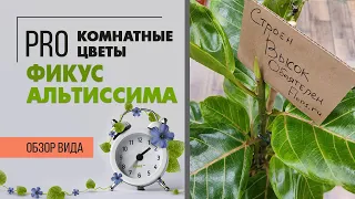 Фикус Альтиссима - яркий, стройный, неприхотливый | Один из лучших фикусов