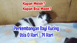 Perkembangan Usia Bayi Kucing Persia Kitten Dari Lahir Sampe 2 Minggu Buka Mata