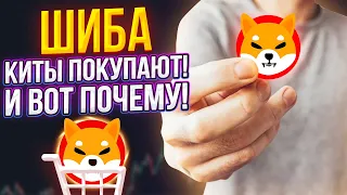 КИТЫ ШИБА ПРОДОЛЖАЮТ ЗАКУПАТЬ МОНЕТЫ! И ВОТ К ЧЕМУ ЭТО ПРИВЕДЕТ!