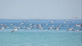 Убийца Аральского моря. Сарыкамышское озеро. Часть 2