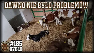 #185 Bydło opasowe - Hodowla u nas to bieg z przeszkodami...