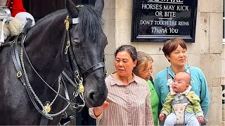 Tourists, Listen Up! The Horse's Stark Warning.