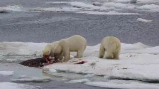 Белые медведи едят моржа на льдине в Чукотском море