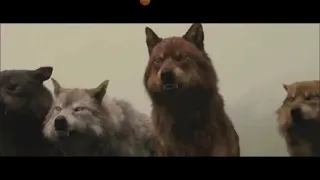 Twilight werewolves invincible