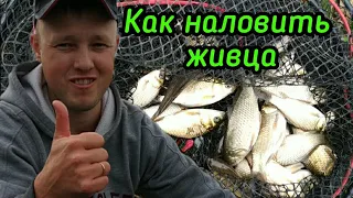 САМЫЙ ЛУЧШИЙ СПОСОБ НАЛОВИТЬ ЖИВЦА | За полтора часа 87 шт. | КАК ХРАНИТЬ и ПЕРЕВОЗИТЬ ЖИВЦА!!!