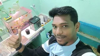 Fish room tour || வித விதமான மீன்களை பார்க்கலாம் வாங்க ♥️🌿🐬🦈🐟🤩 || All my fishes #vlog #paulsaquatics