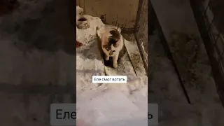 спасли замерзающего котика от смерти. люди почему вы так жестоки. helping animals