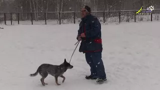 Внимание, команда рядом, корм в ухо, дрессировка ОКД