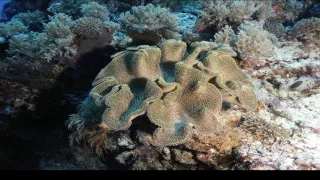 Tubbataha Reef 2016HDpub