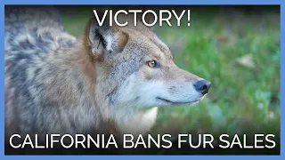 California Becomes First State to Ban Fur Sales