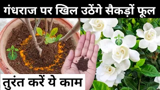गंधराज के पौधे पर खिलेंगे अनगिनत फूल.Gardenia Plant Care.Gandhraj flower plant care & fertilizer.