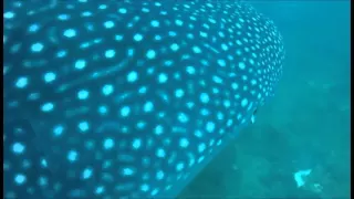 Diving with a Whale Shark - Turtle Bay Dive Centre Watamu Kenya