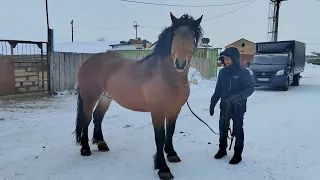 Советский тяжеловоз..Реванш.2020г.не продаётся.