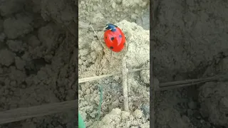 The Ant and the Ladybug