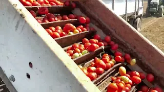 National Tomato Day – Processing Tomatoes