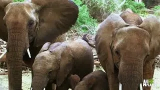 Elephant Families Are Just Like Us - They Play, They Love, They Mourn