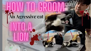 cat grooming 101, How to groom an aggresive cat, Aggresive cat handling