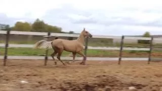 Palomino akhalteke stallion Abrikos 2014 y.b.