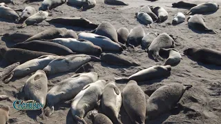 Elephant Seal Facts | Visit Cambria