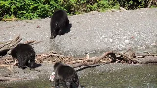 3 cubs looking for sow