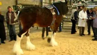 Scottish Clydesdale Horse