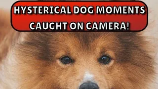 Funniest Dog Moments Caught on Camera! #comedyvideo #funny #animals