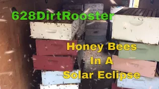 North American Solar Eclipse Day Honey Bee Watching, Getting Set Up 8 21 2017