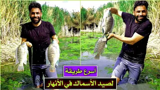 اكبر اسماك في العراق اسماك البلطي