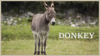 Donkey sound effect and video!