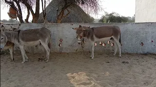 donkey meeting and love romance donkey