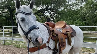 How to Buy a New Horse! // Tips for Buying a New Horse!