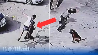 XL Bully dog attack: Terrifying moment 11-year-old girl and group of men mauled by dog