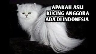 apakah kucing anggora asli ada di Indonesia