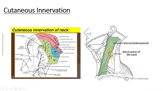 Head & Neck   Gross anatomy   Neck   Skin & cutaneous innervation