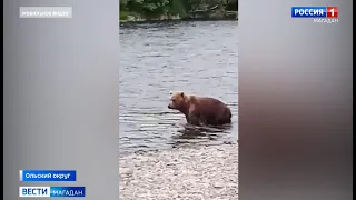 Магаданские медведи массово устремились к нерестовым рекам