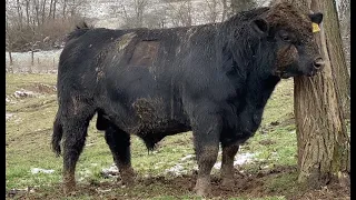 Big Angus bull letting everyone know he is the BOSS!