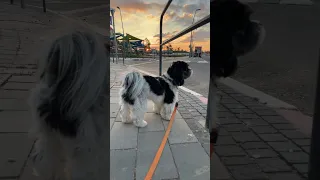 Утренняя прогулка с собакой