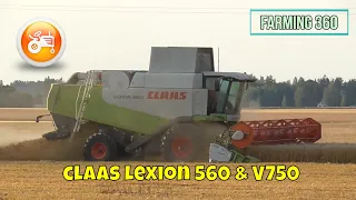 Harvest 2021 | Claas Lexion 560 combine harvesting barley