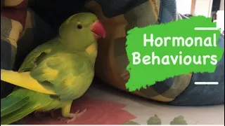 Hormonal behaviour in Indian Ringneck parrots: what to look for and how to manage it. (Subtitles)