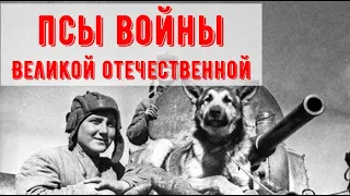 Четвероногие бойцы Красной армии в Великую Отечественную войну
