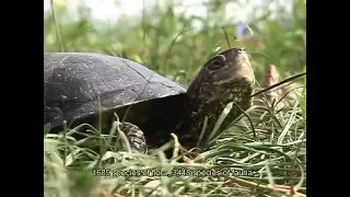 Danube Delta  - Delta Dunarii - Documentary ( English subtitle )