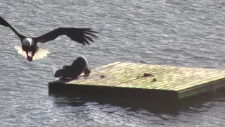 Otter vs Eagle - off Bainbridge Island 2020-11-25