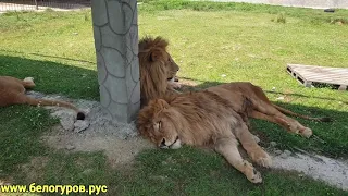 Новоселье у львов в сафари-парке "Прайд"